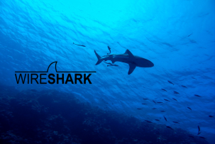 Wireshark 4.4.4 Update: What’s New in the Latest Version?